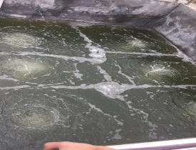 广东中辰臭氧发生器应用于屠宰场废水处理除氨氮杀菌